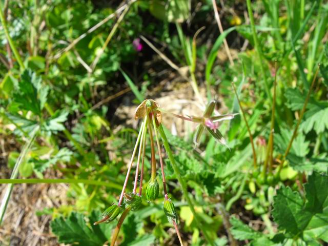 Erodium laciniatum / Becco di gr laciniato